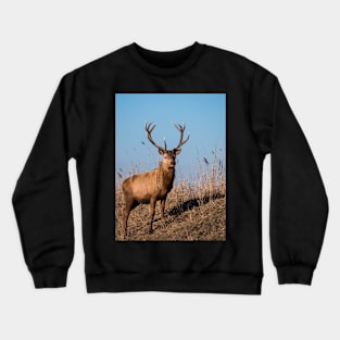 Red deer stag stares at the camera Crewneck Sweatshirt